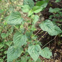 Laportea interrupta (L.) Chew